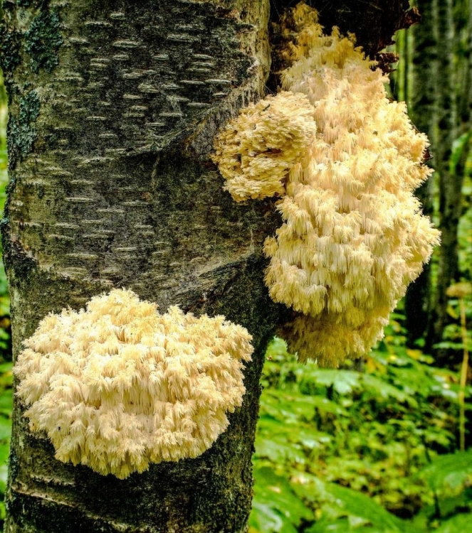 Picture of FUNGUS 