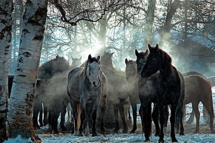 Picture of HORSES IN THE MIST