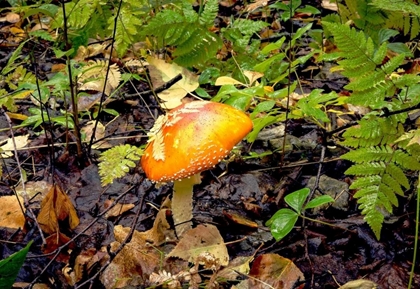 Picture of MUSHROOM 2