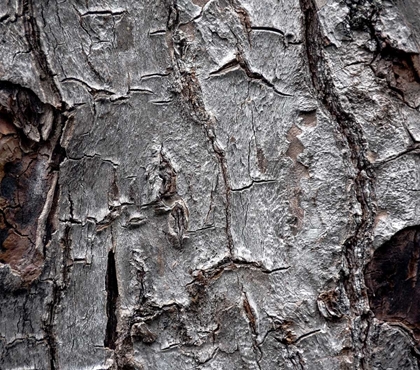 Picture of TREE BARK