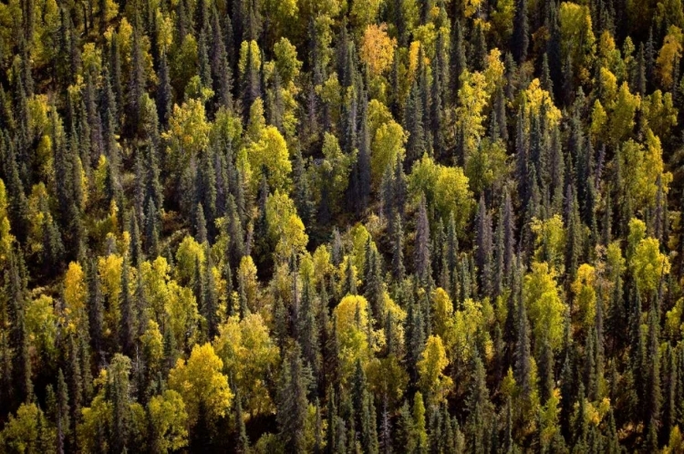 Picture of ALASKA IN FALL