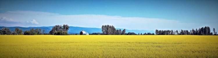 Picture of CANOLA FIELDS
