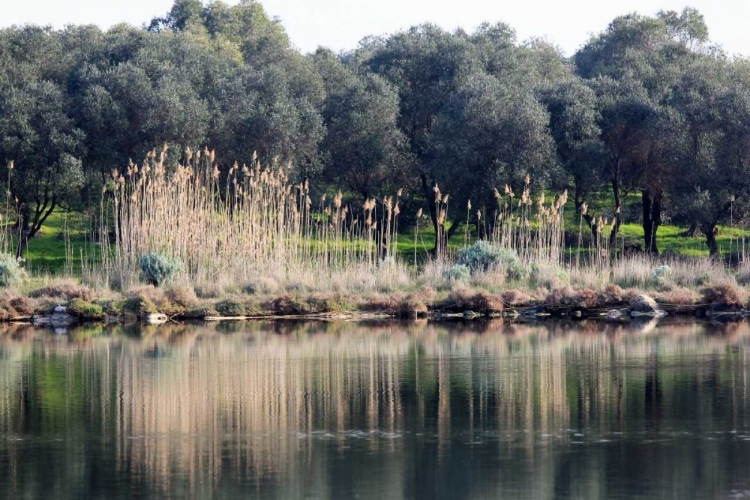 Picture of POND SURROUNDED BY OLIVE TREES AND CANES