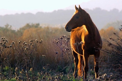 Picture of ENCHANTING WILD HORSE IN THE SARDINIAN COUNTRYSIDE