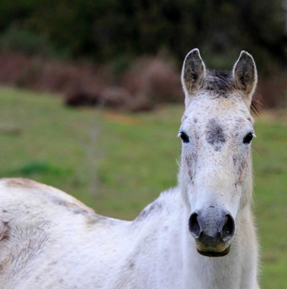 Picture of WILD WHITE HORSE IN THE SARDINIAN COUNTRYSIDE