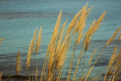 Picture of CANES IN THE WIND IN FRON OF THE BLUE SEA