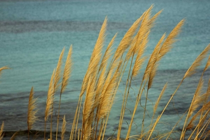 Picture of CANES IN THE WIND IN FRON OF THE BLUE SEA