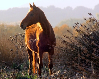 Picture of WILD BROWN HORSE AT SUNSET