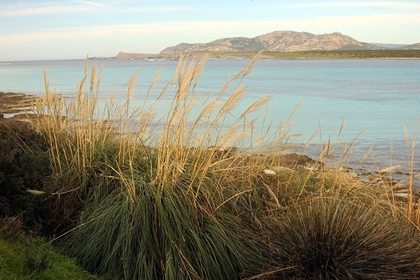 Picture of WILDPLANTS ON THE COAST IN FRONT OF ASINARA ISLAND IN SARDINIA