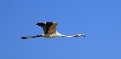 Picture of FLYING FREE FLAMINGO IN THE BLUE SKY