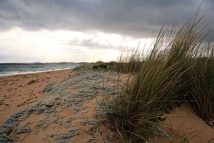 Picture of SANDY DUNES AND WILD PLANTS ON THE SARDINIAN COAST