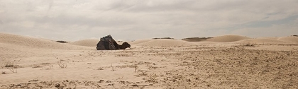 Picture of SAHARA DESERT - SITTING CAMEL