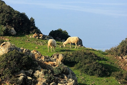 Picture of SHEEP EATING GRASS ON THE GREEN HILL