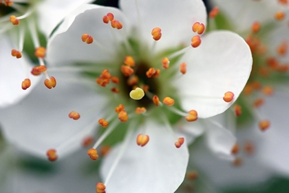 Picture of ENCHANTING WHITE FLOWER WITH ORANGE COROLLA