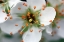 Picture of ENCHANTING WHITE FLOWER WITH ORANGE COROLLA