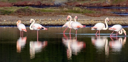 Picture of PINK FLAMINGOS IN THE POND