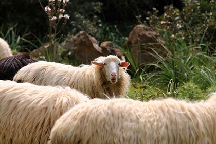 Picture of PEACEFUL SHEEPS IN SARDINIA