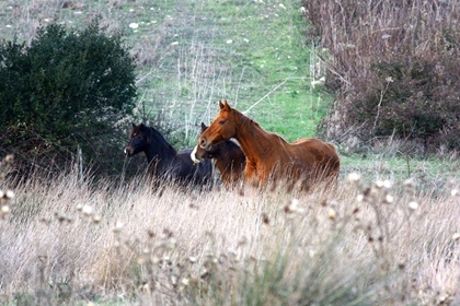 Picture of ENCHANTING WILD HORSES IN SARDINIA