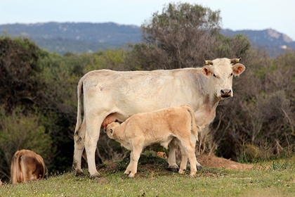Picture of TENDER CALF WITH HIS MOTHER