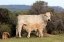 Picture of TENDER CALF WITH HIS MOTHER