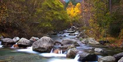 Picture of FOREST AND RIVER 802
