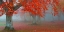 Picture of RED FOREST 804