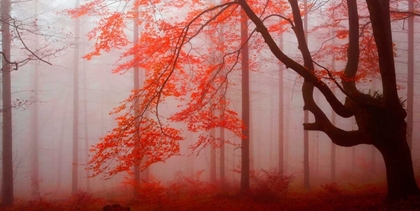 Picture of RED FOREST 807