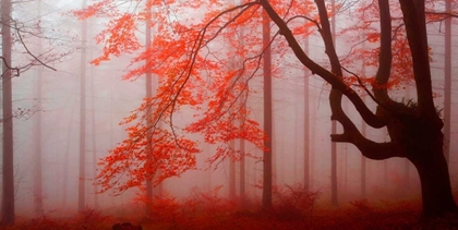 Picture of RED FOREST 807