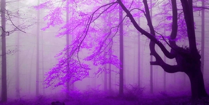 Picture of LILAC FOREST 808