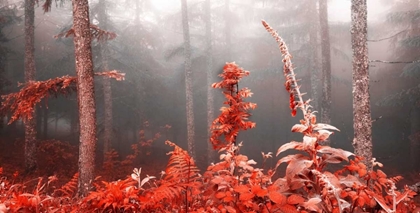 Picture of RED FOREST 809