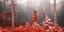 Picture of RED FOREST 809