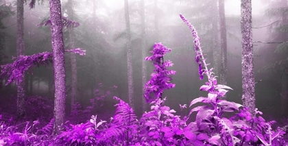 Picture of LILAC FOREST 810