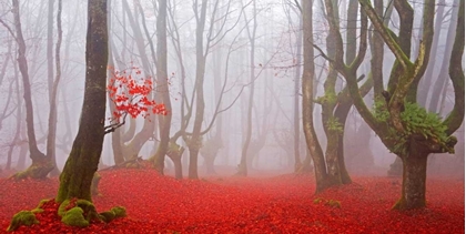 Picture of RED FOREST 811