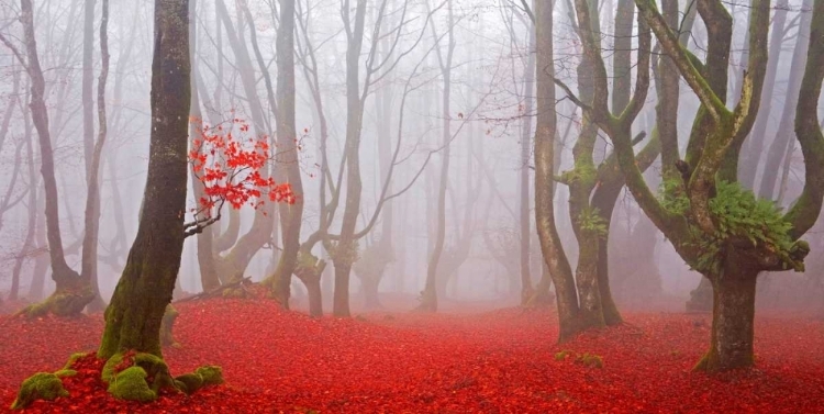 Picture of RED FOREST 811