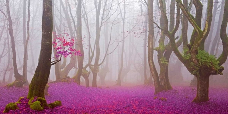 Picture of LILAC FOREST 812