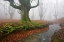 Picture of FOREST 817