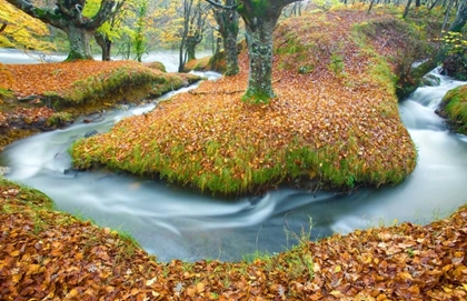 Picture of FOREST AND RIVER 846