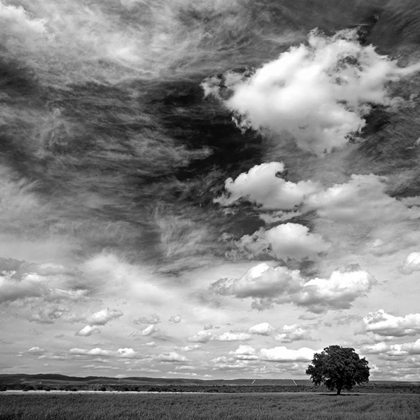 Picture of BLACK AND WHITE FIELD 841