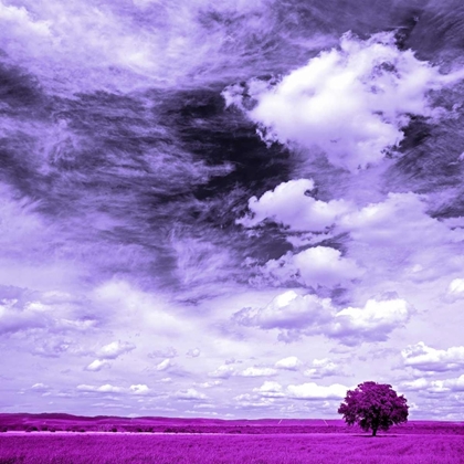 Picture of LILAC FIELD 840