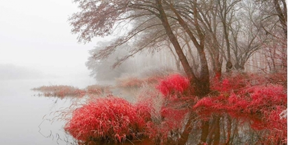 Picture of FOGGY SWAMP 837