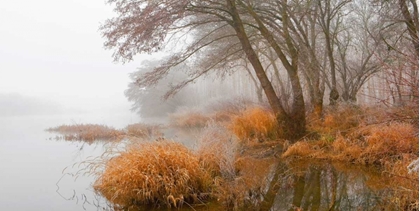 Picture of FOGGY SWAMP 836