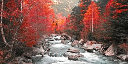 Picture of RED RIVER AND TREES 831