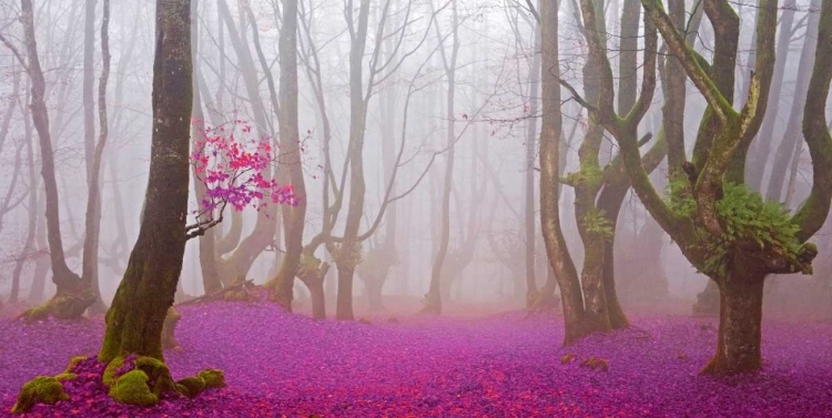 Picture of FUCHSIA FOREST LEAVES 829