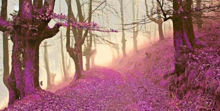Picture of FOREST IN PURPLE 827