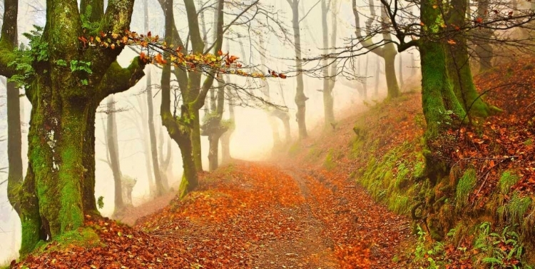 Picture of ORANGE FOREST LEAVES 826