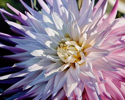 Picture of ANOTHER DAZZLING DAHLIA