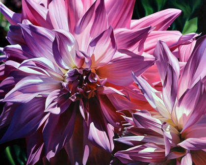 Picture of DUELING DAHLIAS