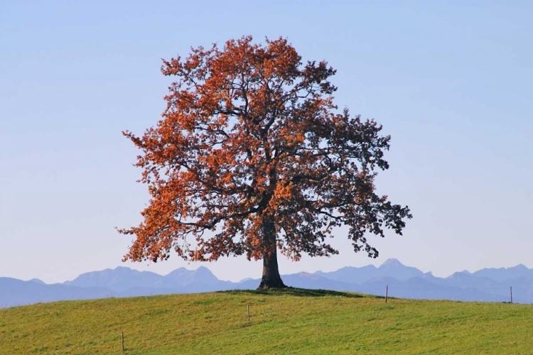 Picture of DER BAUM