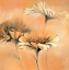 Picture of APRICOT SUMMER II