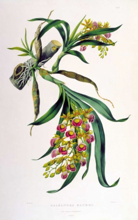 Picture of ORCHID, GALEANDRA BAUERI